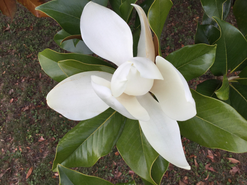 Fleur du magnolia blanc (août 2017)