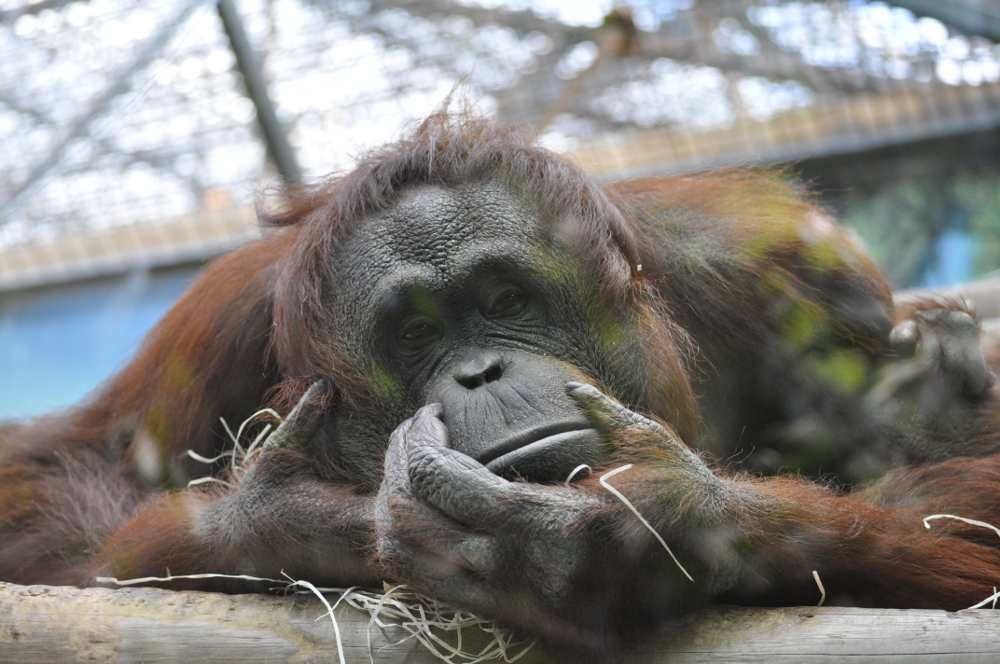 orang-outang que j’ai photographié au zoo de Beauval et qui a l’air triste, mais en pleine réflexion
